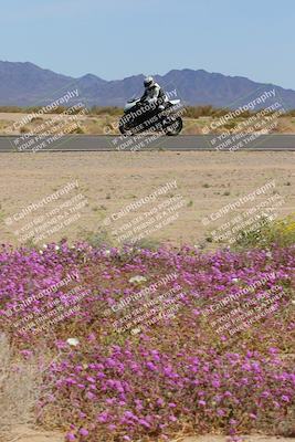 media/Mar-12-2023-SoCal Trackdays (Sun) [[d4c8249724]]/Turn 15 Inside Bloom (130pm)/